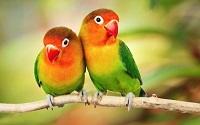 Buy Parrots online | Macaws for sale | Buy Exotic Parrots online | African Grey Parrots for sale